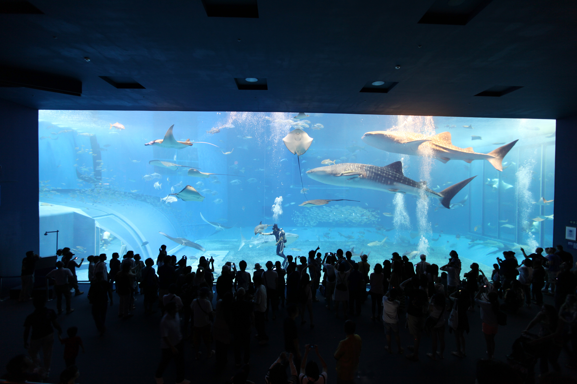 沖縄美ら海水族館