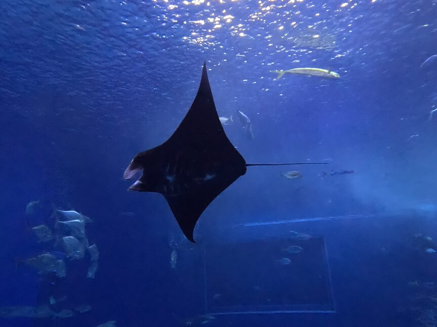 沖縄美ら海水族館のブラックマンタ